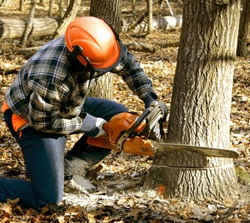 Tree Removal in Campton, NH